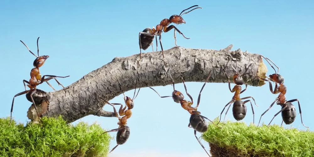 Ants Teamwork E1566416296601